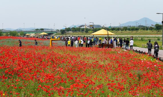 전남 장성군이 지역 대표 꽃 축제인 '장성 황룡강 (洪)길동무 꽃길축제'를 오는 20~29일 3년 만에 다시 개최한다.사진=장성군 제공