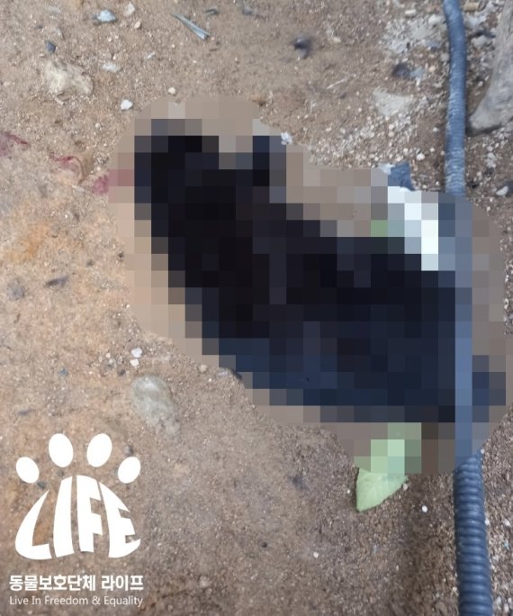 부산 해운대구 한 오피스텔 화단에서 발견된 고양이 사체.(라이프 제공) © 뉴스1