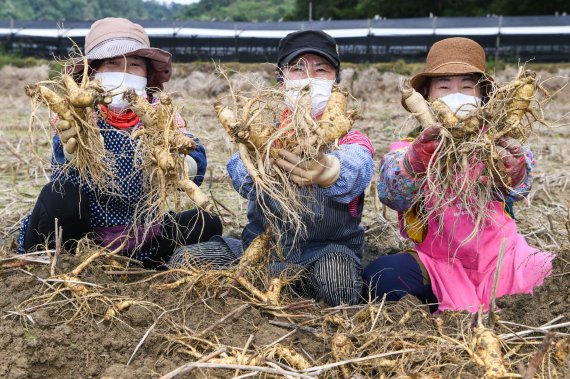 영주 풍기인삼 재배지에서 인삼을 채굴하고 있다. (사진=영주시 제공) *재판매 및 DB 금지