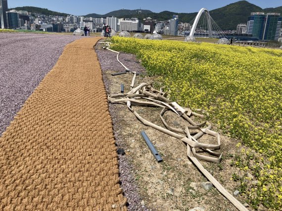 4일 개방한 북항 1단계 재개발 공공시설 중 8만9000㎡ 면적의 유채꽃 등 도심 야생화단지에 소방호스가 나뒹굴고 있다.2022.5.4.© 뉴스1 백창훈 기자