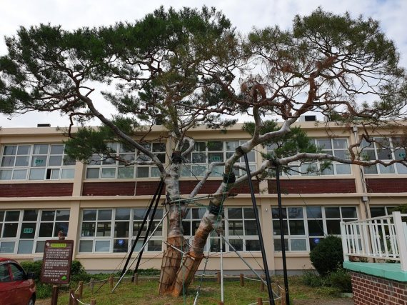 이병철 삼성 회장과 구인회 LG회장이 1922년 지수초등학교에 심은 '부자 소나무'(진주시 제공)© 뉴스1