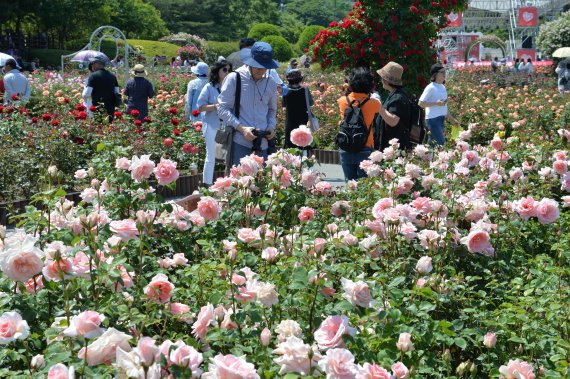 【울산=뉴시스】배병수 기자 = ‘제13회 울산대공원 장미축제’가 23일 울산시 남구 대공원 장미원 및 남문광장 일원에서 ‘러브스토 인 울산’을 주제로 개막한 가운데 가족,연인, 친구와 함께 장미원을 찾은 많은 시민들과 관광객들이 300만송이 장미향 가득한 장미꽃길을 걸으며 즐거운 시간을 보내고 있다. 2019.05.23. bbs@newsis.com.