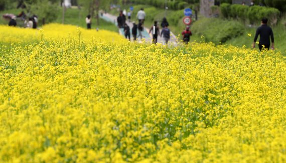 [서울=뉴시스] 추상철 기자 = 8일 오후 서울 서초구 양재천에서 시민들이 만개한 유채꽃 사이로 산책을 하고 있다. 2022.05.08. scchoo@newsis.com