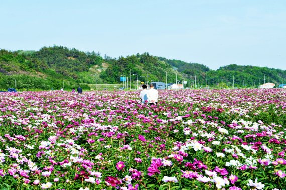 영천 작약꽃 축제장