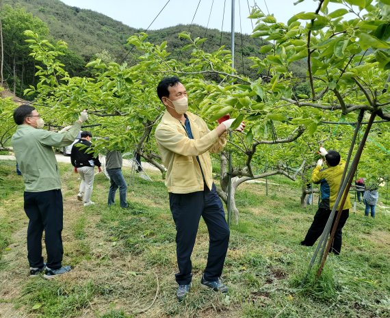 박재권 산외면장 등이 단감 적화 봉사활동. (사진=밀양시 제공) *재판매 및 DB 금지