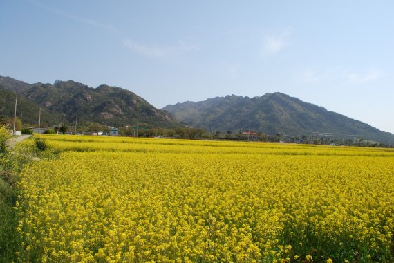 [세종=뉴시스] 식용유 생산 유채 재배지. (사진=농진청 제공) *재판매 및 DB 금지