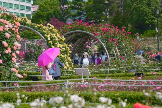 조선대학교가 코로나19로 중단된 장미원을 3년 만에 개방한다. 시민들이 16일 장미꽃이 만개한 조선대 장미원을 둘러보고 있다.(조선대 제공)2022.5.16/뉴스1 © News1