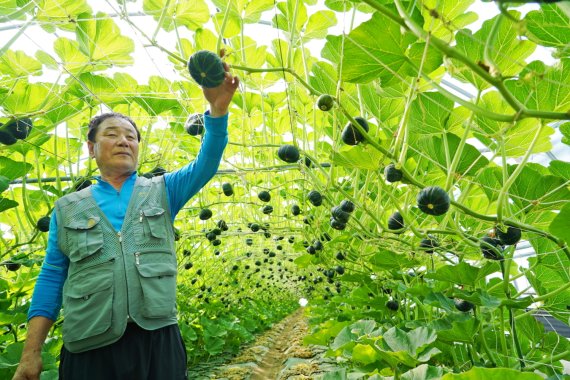 해남군 계곡면의 방금옥씨가 미니밤호박을 수확하고 있다.(해남군 제공)2022.5.17© 뉴스1