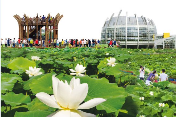 전남 무안군이 오는 7월 21~24일 일로읍 회산백련지에서 3년 만에 대면으로 무안연꽃축제를 개최한다.사진=무안군 제공