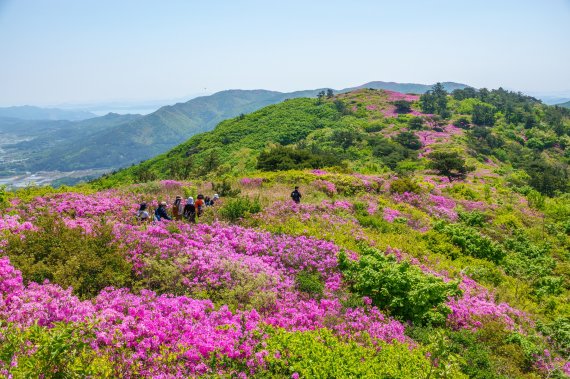 소설가 이청준의 유산, 봄이면 꽃으로 피어나다 [Weekend 레저]