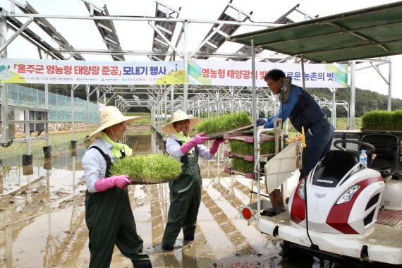 [울산=뉴시스] 구미현 기자 = 한국동서발전(주)는 농사를 지으면서 전력을 생산하는 영농형 태양광 발전설비를 울산광역시 울주군에 준공했다고 20일 밝혔다. 2022.05.20. (사진=동서발전 제공) photo@newsis.com *재판매 및 DB 금지