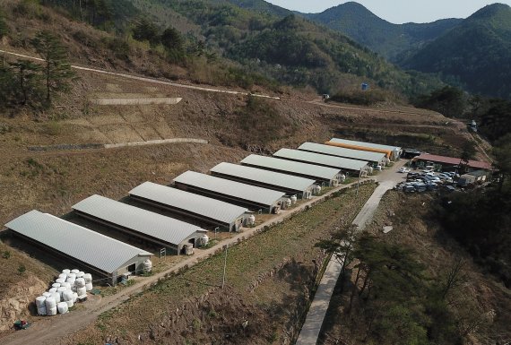 경북 영양군 영양읍 상원리 농업회사법인 (주)닭실재래닭연구소 전경. 재래닭 사육과 계란 생산을 위한 1만2000㎡ 규모의 생산시설을 구축해 회사를 운영하고, 재래닭 연구를 위한 실험동 건립에 사용될 1만5000㎡ 규모의 부지를 조성했다. © 뉴스1