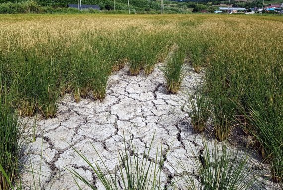 【신안=뉴시스】박상수 기자 = 폭염과 가뭄이 계속되면서 16일 전남 신안군 지도읍 당촌마을 일대 벼가 죽어가고 있다. . 2018.08.16. (사진=독자 제공) photo@newsis.com