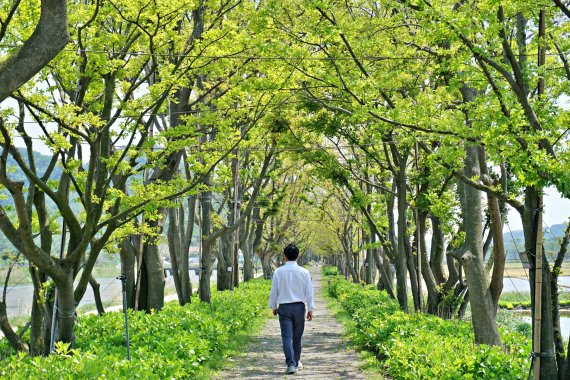 수국이 피기 전 전남 신안 팽나무 10리길 풍경 / 한국관광공사 제공