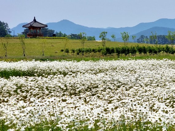 전북 부안군 '새만금 환경생태단지'는 환경의 날인 6월5일 정식 개장을 앞두고 있다. 새만금환경생태단지의 산책로 중 한 곳인 달팽이 언덕을 오르다보면 꽃밭 위로 전망대가 보인다.2022.5.26/© 뉴스1 이지선기자