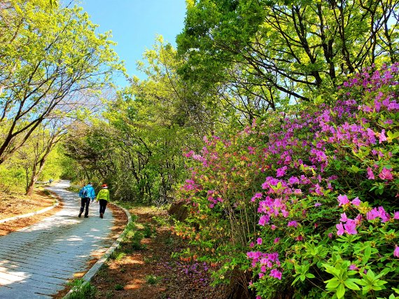 죽령에서 천문대까지 능선의 시멘트길. 깔딱오르막의 신록과 철쭉 © 뉴스1
