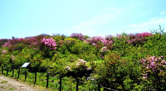 연화봉 철쭉. 5월말 6월초에 소백산 능선 30km 곳곳에 철쭉꽃밭이 펼쳐진다 © 뉴스1