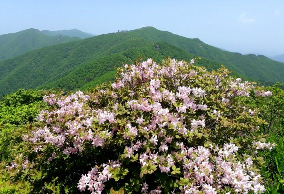 소백산 철쭉. 이 연분홍색은 가장 한국적인 색이다. 사진 조성래 © 뉴스1