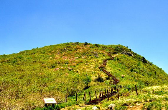 제1연화봉 오르막 데크. 정상부 왼쪽에 철쭉꽃이 뭉게뭉게 벌겋다 © 뉴스1