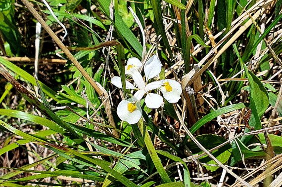 노랑무늬붓꽃. 새하얀 꽃잎에 샛노란 무늬가 은은하다. 사진 조효원 © 뉴스1