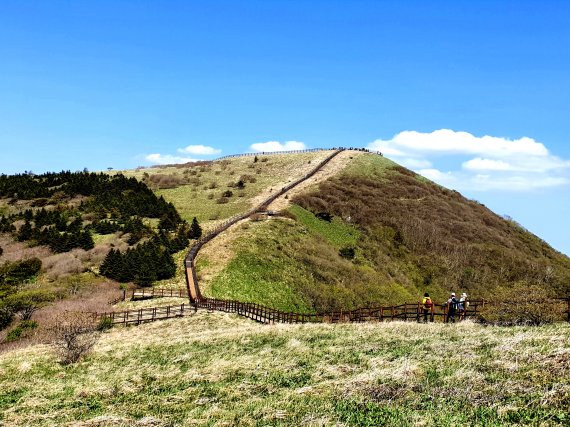 비로봉 전경. 왼쪽은 식재한 구상나무 숲. 비로봉은 세계에서 가장 펑퍼짐한 봉우리일 것이다. © 뉴스1