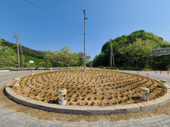 [보은=뉴시스] 충북 보은군이 깨끗한 경관 마련을 위해 수한면 후평리에 메리골드 꽃길을 조성했다. (사진=보은군 제공) 2022.05.27. photo@newsis.com