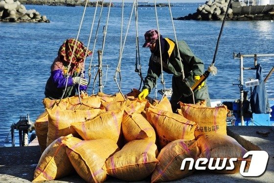 부산 기장군 지역 어민들이 미역을 건조장으로 보내기 위해 선박에서 크레인으로 하역작업을 하고 있다. /뉴스1 © News1