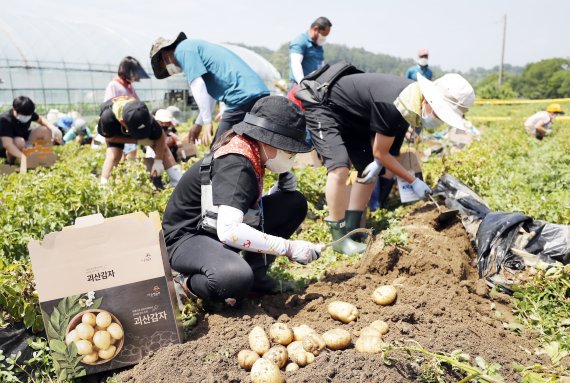 지난해 열린 괴산 감물 감자축제 감자 캐기 체험.(괴산군 제공)© 뉴스1