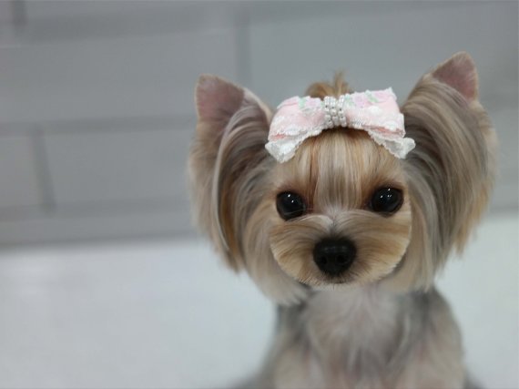 요크셔테리어 (사진=최덕황 원장 제공) *재판매 및 DB 금지