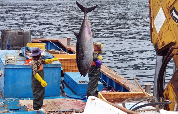 참다랑어 양식작 모습(이마트 제공)© 뉴스1