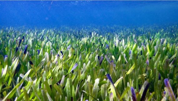 [서울=뉴시스]맨해튼 넓이의 약 3배에 달하는 지구상에서 가장 큰 것으로 알려진 해초가 호주 해안에서 발견됐다고 BBC가 1일(현지시간) 보도했다. 수중 초원처럼 보이는 이 해초의 모습. <사진 출처 : CNET> 2022.6.2
