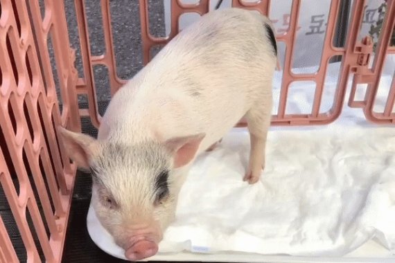 경기도 성남의 한 정육점 앞. 새끼 돼지 두 마리가 있다 (인스타그램 갈무리) © 뉴스1