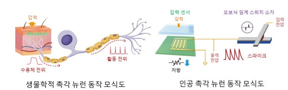 인공촉각뉴런이 95.8% 정확도로 유방암 진단했다