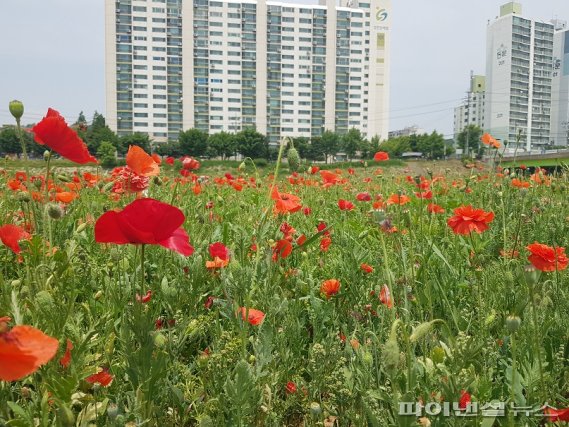 파주 조리읍 공릉천 양귀비꽃 만개…주민사랑↑