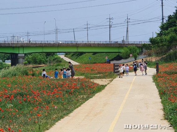 파주 조리읍 공릉천 양귀비꽃 만개…주민사랑↑