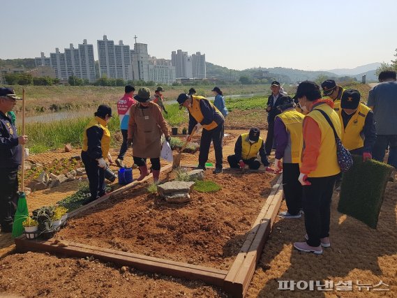 파주 조리읍 공릉천 양귀비꽃 만개…주민사랑↑