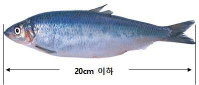 '솔치·청어멸치·청멸'…해수부, 20cm 이하 어린 청어 불법 유통·판매 집중 단속 - 파이낸셜뉴스