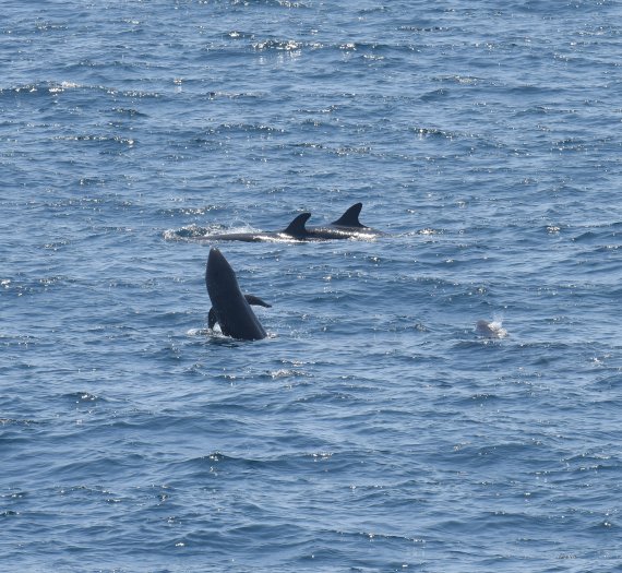 올해 봄 동해 목시조사에서 발견된 흑범고래. 사진=국립수산과학원 제공