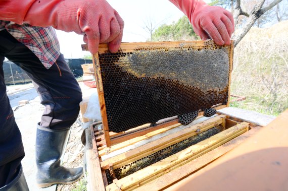 꿀벌 생태계보전 시급…정부, 484억 R&D 예산 투입