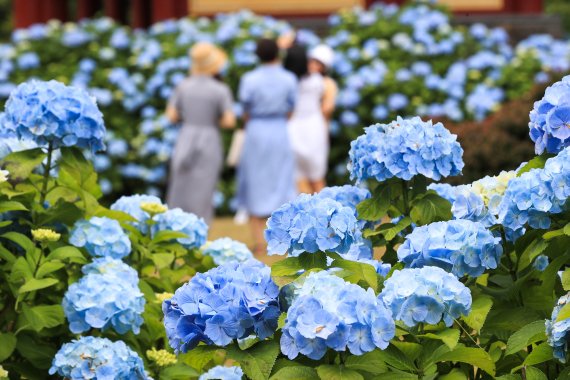 [서귀포=뉴시스] 우장호 기자 = 비교적 맑은 날씨를 보이는 12일 오전 제주 도내 대표적인 수국 명소인 서귀포시 온평리 혼인지에 나들이객이 찾아와 즐거운 시간을 보내고 있다. 2022.06.12. woo1223@newsis.com