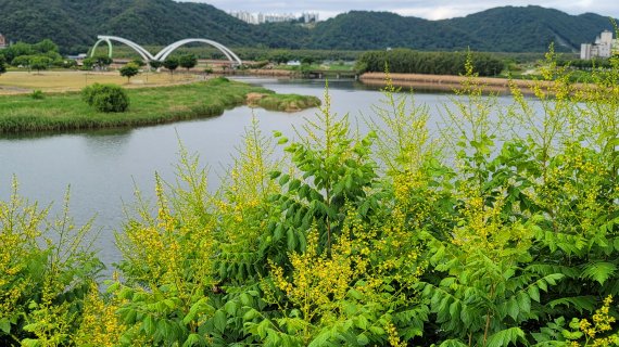 울산 태화루 모감주나무가 피운 노란색 꽃이 태화강과 어우러져 장관을 연출하고 있다. 울산시는 오는 21일까지 태화루 일원에서 현장해설과 포토존을 운영한다. /사진=울산시 제공