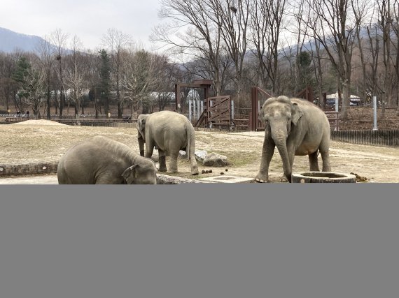 코끼리 수영장(서울대공원 제공).© 뉴스1(사진은 기사 내용과 무관함)