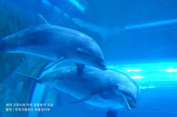 울산 고래생태체험관에 사육되고 있는 돌고래 '장꽃분', '고장수' 모자의 모습 고장수는 지난 2017년 6월 태어난 올해로 다섯살이 됐다. /사진=핫핑크 돌핀스 제공