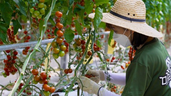 12일 넥슨 임직원이 푸르메소셜팜에서 열매를 수확하는 등 봉사활동을 하고 있다. 넥슨 제공