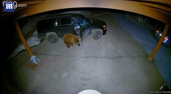 [서울=뉴시스] 지난달 1일(현지시간) 미국 네바다주 타호 호수 주거지역에서 어미 곰이 새끼 곰 2마리와 함께 잠기지 않은 차 문을 열어 차 안에서 검은색 상자를 꺼내는 모습. (사진=데일리메일 홈페이지 갈무리) 2022.06.14. *재판매 및 DB 금지