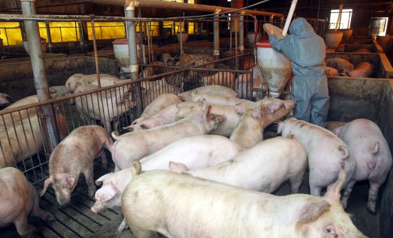 '돼지농가 악취 없앤다'...정부, 저감 장비 설치 의무화