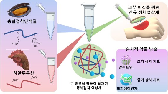 [포항=뉴시스] 강진구 기자 = 포스텍(총장 김무환)은 화학공학과 차형준 교수·박우형 석사·통합과정 이재윤 씨 연구팀이 한국화학연구원 김효정 박사와 공동연구를 통해 두 가지 약물이 담긴 '흉터없는' 피부 이식용 의료접착제를 개발했다고 16일 밝혔다.사진은 연구 관련 그림.(사진=포스텍 제공) 2022.06.16.photo@newsis.com *재판매 및 DB 금지