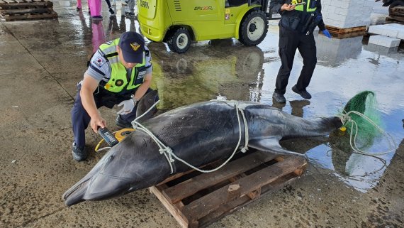 주문진서 혼획된 해양생물보호종 큰돌고래, 크기가 무려... '깜놀'