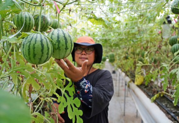 해남 삼산면 김나은씨가 애플수박을 수확하고 있다.© 뉴스1