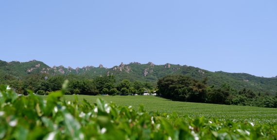 강진다원에서 만날 수 있는 윤기 나는 초록빛 찻잎© 뉴스1